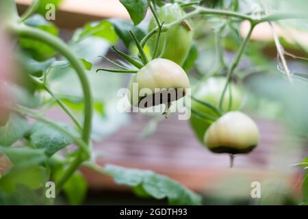 Symptome der Blütenendfäule auf Tomatenfrüchten. Kranke Tomaten. Nicht infektiöser Scheitelpunkt Rot. Stockfoto