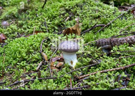 Gomphidius glutinosus, allgemein bekannt als schleimige Stachelkappe, ist ein gefräster Pilz, der in Europa und Nordamerika gefunden wird. Stockfoto