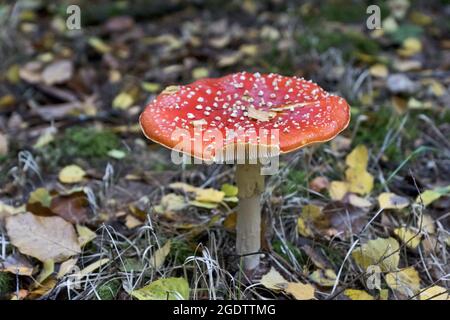 Amanita muscaria, allgemein bekannt als the fly Agaric oder amanita fliegen, ist ein basidiomycet der Gattung Amanita. Stockfoto