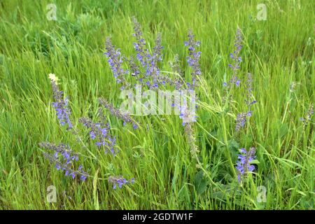 Wiesenweide im Frühling auf einer bunten Wiese Stockfoto