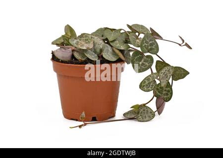 Sukulente Nachlaufrebe 'Ceropegia woodii' Zimmerpflanze in Blumentopf isoliert auf weißem Hintergrund. Wird auch als Herz-Saite oder Herzherzförmiger Weintraube bezeichnet Stockfoto