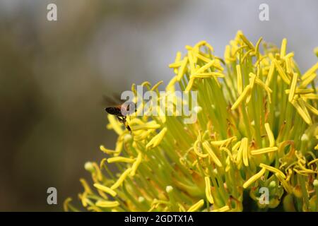 Honigbiene (APIs mellifera), Erwachsene füttern mit Maximilians-Sonnenblume (Helianthus maximilianiani), Stockfoto