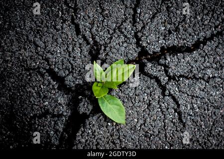 Umweltprobleme und ökologische Krise durch menschliches Aktivitätskonzept. Der junge Grünsprossen wächst durch rissige Asphalt Stockfoto