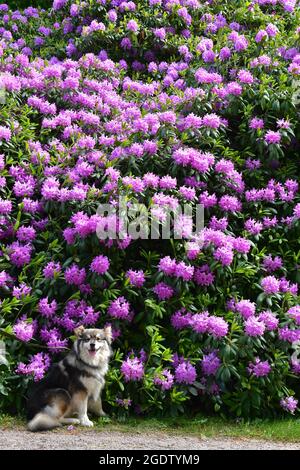 Porträt eines jungen finnischen Lapphunds vor violetten Blüten im Frühling Stockfoto