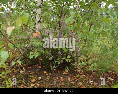 Heidekraut auf dem Hintergrund von Birkenstämmen im Sommerwald. Stockfoto