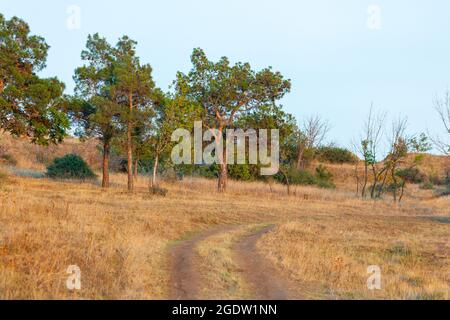 Schöne Landschaft mit Pinien bei Sonnenuntergang. Natur Stockfoto