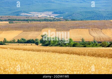 Landschaftlich schöner Blick an einem schönen Sommertag in einem weißen glänzenden Feld mit goldenem Weizen, Tallandschaft Stockfoto