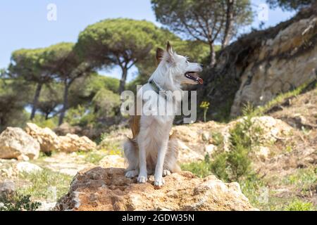 Ein schöner Border Collie in der Natur, zwischen Pinien und Felsen Stockfoto