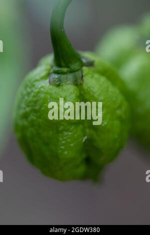 Reifende Carolina Reaper Chilischoten Stockfoto