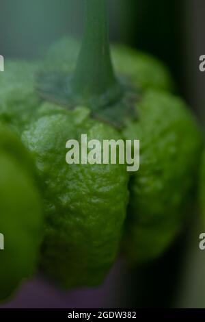 Reifende Carolina Reaper Chilischoten Stockfoto