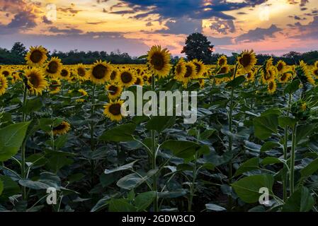 Sonnenblumen blühen im Feld während des Sonnenuntergangs mit einem Hintergrund von dramatischen Himmel. Stockfoto
