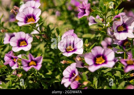 Nahaufnahme der violetten Calibrachoa-Blüten in einem hängenden Korb, auch bekannt als Million Bells oder hängende Mini-Petunie. Stockfoto