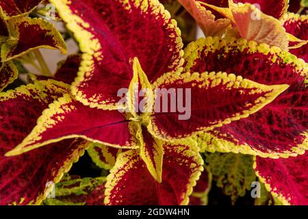 Nahaufnahme der bunten burgunderroten und grünen Coleus-Pflanze. Bemalte Brennnessel, Flammennessel, dekorative Brennnessel. Üppiger, mehrfarbiger Coleus-Busch. Stockfoto