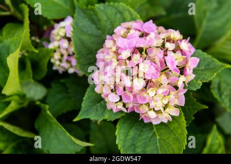 Die rosa Hortensien blühen aus nächster Nähe. Hortensia macrophylla Strauch. Hortensia floralen Hintergrund. Stockfoto