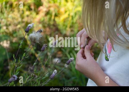 Blonde Kleinkind Mädchen erkunden Wildblumen an den sonnigen Sommertag. Pflanzen in den Händen Stockfoto