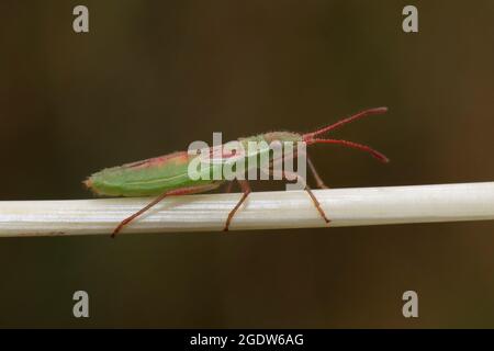 Mirid Bug - Stenodema laevigata Nymphe Stockfoto