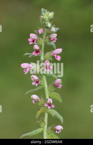 Red Bartsia (Odontites Vernus) Stockfoto