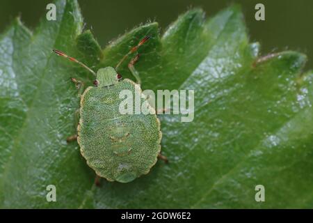 Hawthorn Shieldbug Acanthosoma haemorrhoidale Nymphe im mittleren Instar Stockfoto