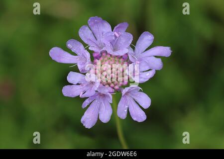 Kleinen Witwenblume Scabiosa Urnenbestattung Stockfoto