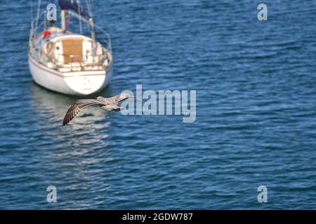 Nahaufnahme einer kleinen westeuropäischen Herringmöwe (Larus argentatus argenteus), die hinter einem Boot im Hafen von Dun Laoghaire (West Pier), Dublin, fliegt Stockfoto