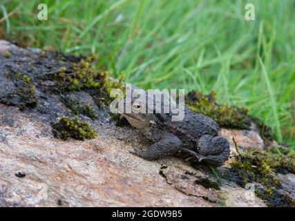 Kröte auf Felsen, Bufo Bufo, neben Black Water River, Ross-Shire, Highlands, Schottland, Britische Inseln. Stockfoto