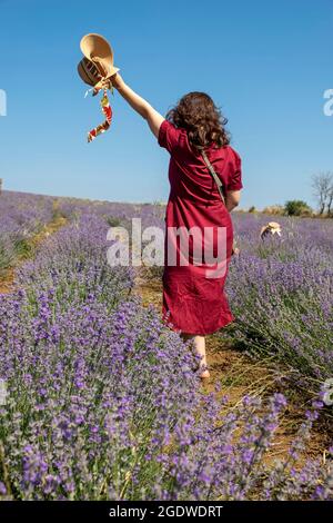 Eine Frau in einem Lavendelgarten im Stadtteil Sarkoy von Tekirdağ. Stockfoto