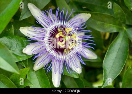 Passiflora, auch Passionsblumen oder Passionsreben genannt, ist eine Gattung von etwa 550 Arten blühender Pflanzen Stockfoto