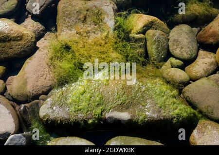 Unter Wasser liegen Steine, die mit Moos bedeckt sind. Wilde Natur Stockfoto