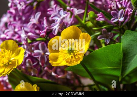 Gemischte Blumensträuße aus Frühlingsblumen, Flieder, Entenkühen und anderen Frühlingsblumen Stockfoto