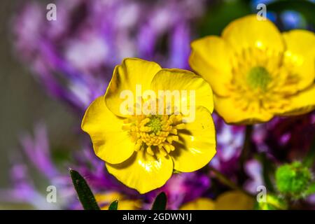 Gemischte Blumensträuße aus Frühlingsblumen, Flieder, Entenkühen und anderen Frühlingsblumen Stockfoto