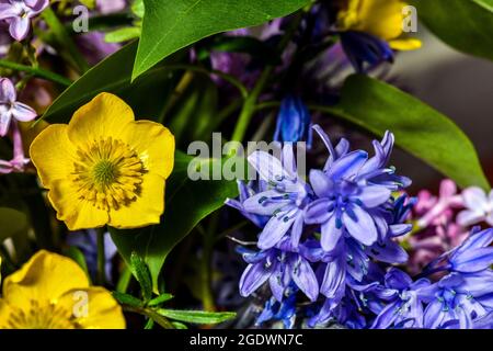 Gemischte Blumensträuße aus Frühlingsblumen, Flieder, Entenkühen und anderen Frühlingsblumen Stockfoto