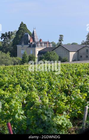 Domaine Albert Morot mit den Clos Les Teurons Weinbergen des Hospice de Beaune, Beaune FR Stockfoto