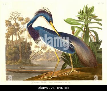 „Robert Havell nach John James Audubon, Louisiana Heron. Stockfoto