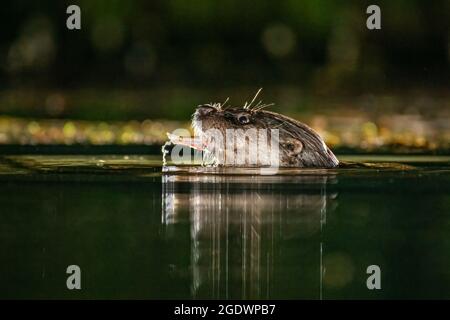 Nahaufnahme vom Wasserstand des Kopfes eines Otters. Das Foto wurde nachts mit Blitz aufgenommen und der Otter hat einen Fisch im Mund Stockfoto