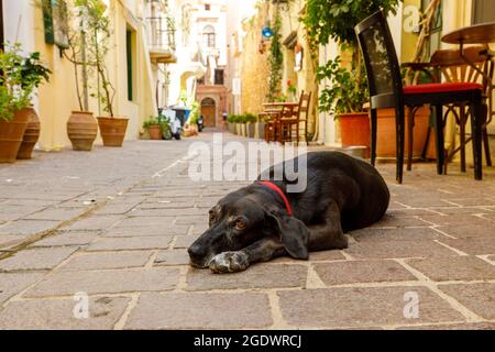Hund liegt und ruht auf einer historischen Straße in Chania, Kreta, Griechenland Stockfoto