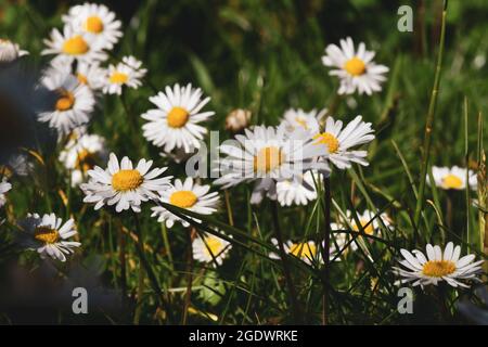 Schöne blühende Gänseblümchen auf einer sonnigen Wiese Stockfoto