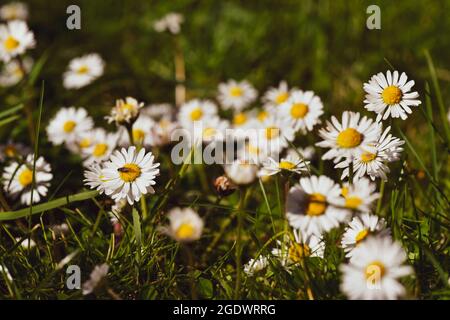 Schöne blühende Gänseblümchen auf einer sonnigen Wiese Stockfoto