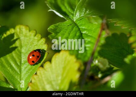 Marienkäfer mit sieben Punkten, Gottes Fudge (Coccinella septempunctata kleine rote gepunktete Marienkäfer auf grünen Erdbeerblättern Stockfoto