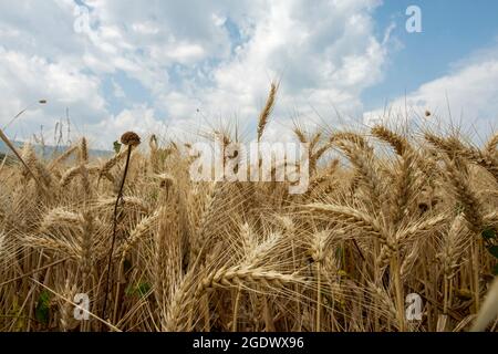 Ähren aus Weizen reifen reif und bereit zur Ernte Stockfoto