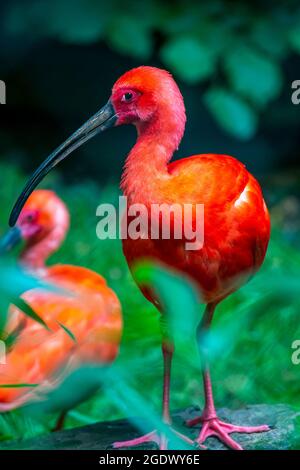 Scharlachrote Ibisse (Eudocimus ruber) - roter Vogel aus Südamerika Stockfoto
