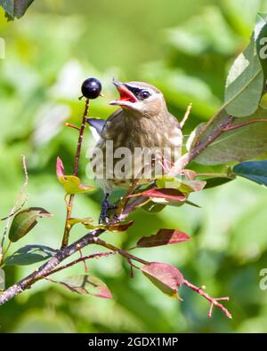Wachzwing Jungvögel thront essen wilden Beerenfrüchte in seiner Umgebung und Lebensraum Umgebung. Stockfoto