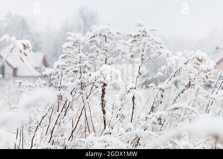 Wiese unter dem Schnee. Winterlandschaft. Stockfoto