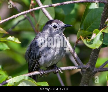 Grauer Catbird Jugendlicher Vogel, der auf einem Zweig mit grünen Blättern thront, verwischt den Hintergrund und zeigt graues Federgefieder in seiner Umgebung und seinem Lebensraum. Stockfoto