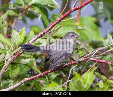 Grauer Catbird Vogel, der auf einem Zweig mit grünen Blättern thront, verwischt den Hintergrund und zeigt graue Feder, ausgebreiteten Schwanz, Flügel, Gefieder in seiner Umgebung. Stockfoto