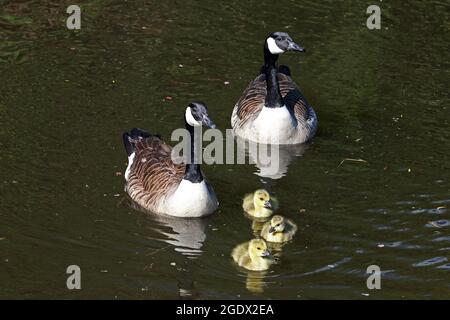 Kanadagänse mit Gänsel Stockfoto