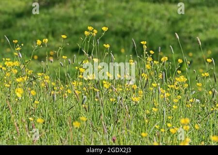 Wildblumen Wiese Stockfoto