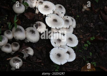 Natürlich gewachsene Pilze im Monsun in Gruppen mit Platz für Text kopieren. Reife Pilze auf dem Boden Stockfoto