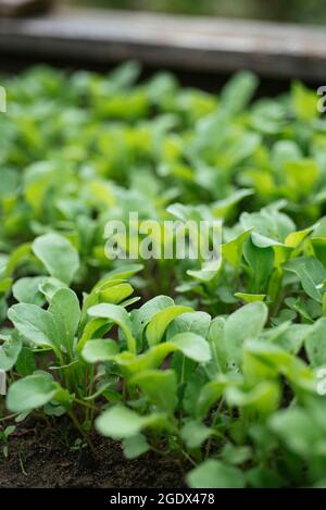 Junge Rucola Pflanzen in avegetable Garten Stockfoto
