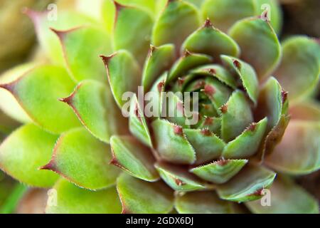 Sempervivum tectorum Pflanze auf Steingarten, Draufsicht, Sommertag Stockfoto