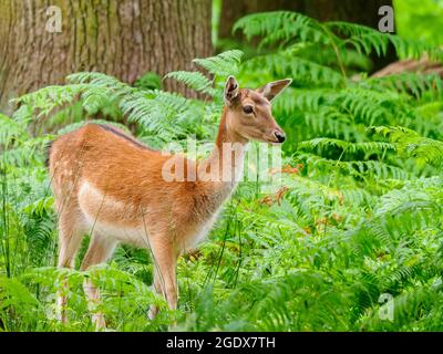 Ein junger (Rehwild) Damhirsch (Dama dama) wagt unter den Farnen der Wälder Stockfoto